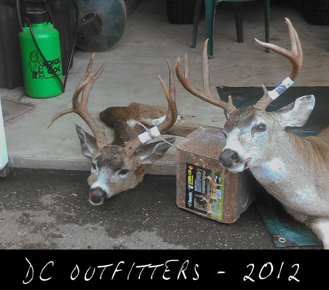 Blacktail001-03