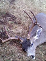 Blacktail004