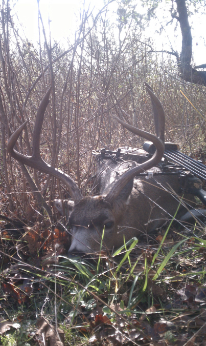 Blacktail009