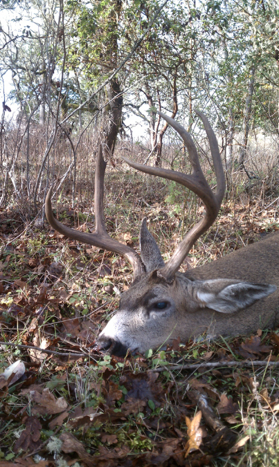 Blacktail011