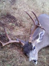 Blacktail004