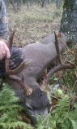 Blacktail006