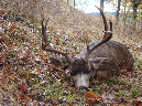 Blacktail008