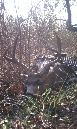 Blacktail009