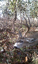 Blacktail011