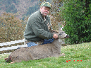 Blacktail022