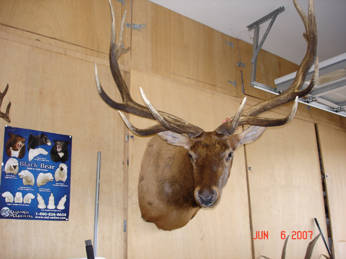 Taxidermy007