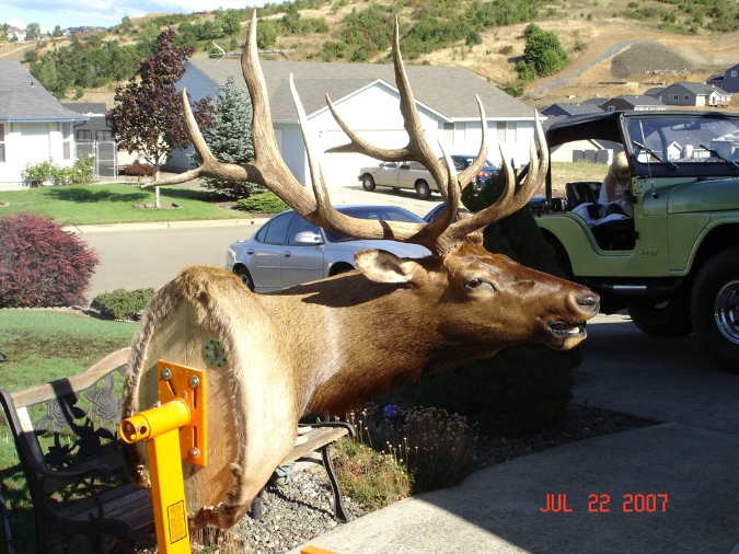 Taxidermy010