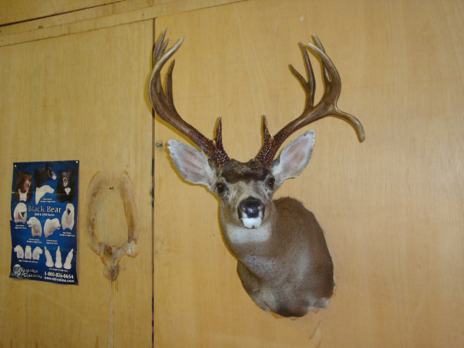 Taxidermy014