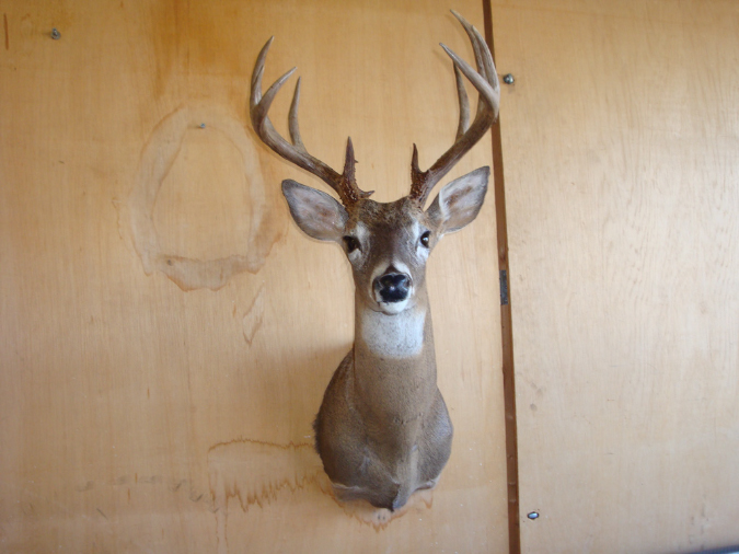 Taxidermy015