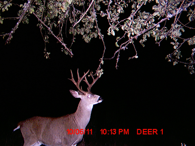backcard-deer2