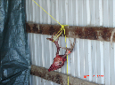Whitetail089