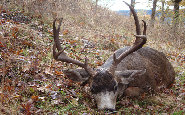 Oregon Blacktail Deer